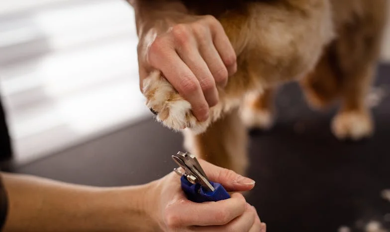 Sama u Zagrebu: Molba koja je ostala bez odgovora