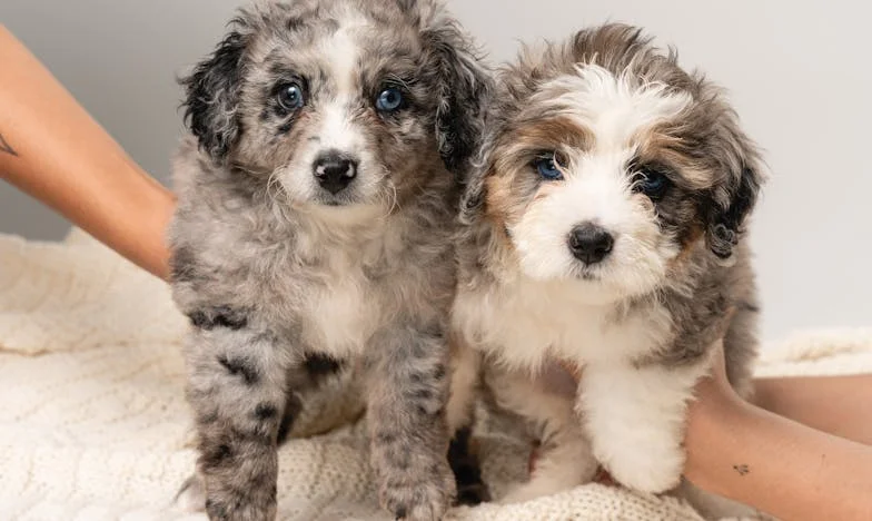 Svadba moje sestre nas je podijelila: Baka se uselila i sve je krenulo nizbrdo