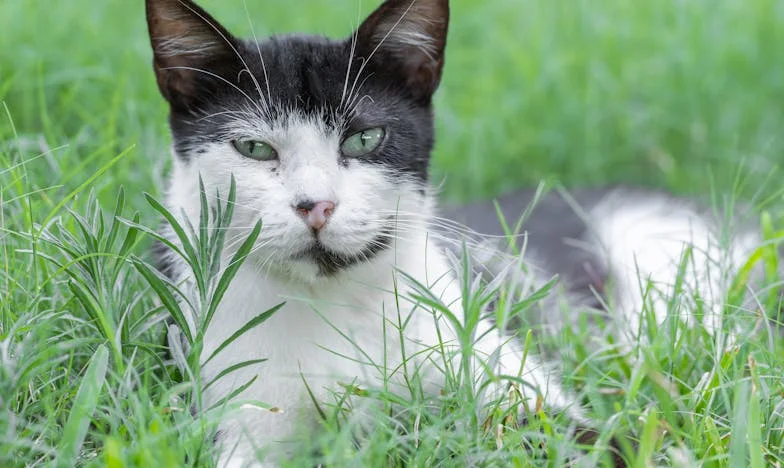 Trideset i osam godina tišine: Moj povratak u Sarajevo