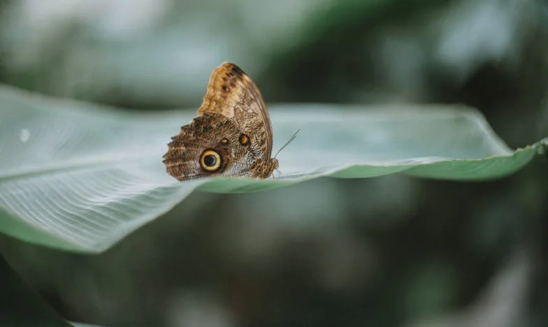 Između četiri zida: Kad obitelj postane prijetnja