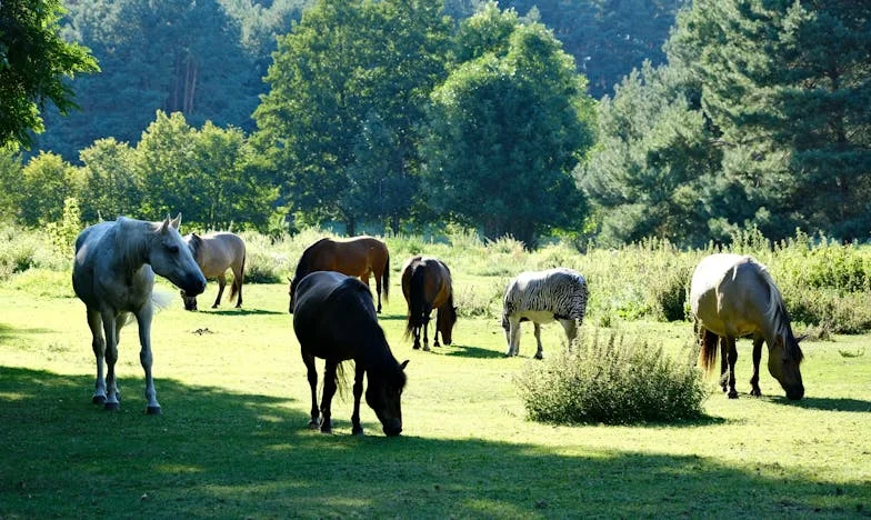 Kad je moj sin postao otac sa osamnaest: Priča iz srca bosansko-hrvatske svakodnevice