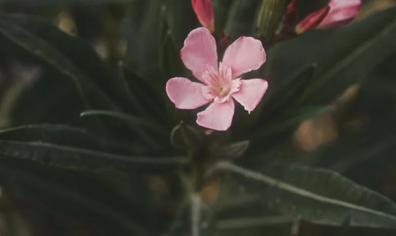 Kad tvoj muž ostane uz majku: Moja potraga za snagom i vlastitom vrijednošću
