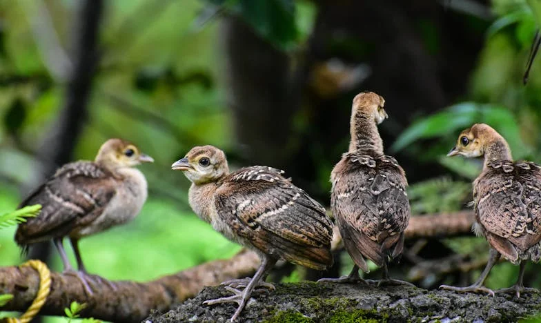 Od onog dana kad je tanjur pao – Priča o ponovnom početku jedne bosanske udovice