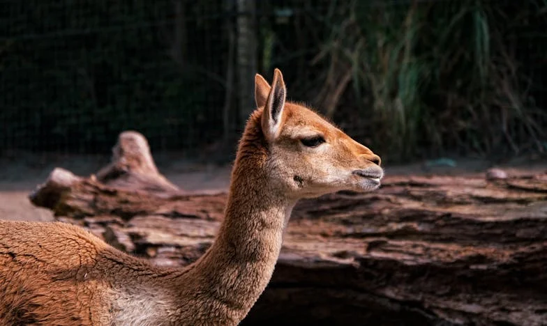 Od Preziranja do Zagrljaja: Kako Sam Pronašla Majku u Svojoj Svekrvi