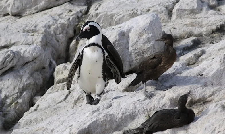 Rođendanska večera: Kad slavlje postane bojište duša