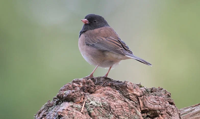 Slatki okus tuge: Priča jedne bake iz Dervente