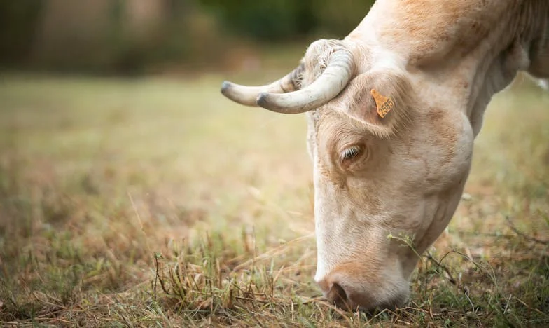 Suze za Milenom: Kada ljubav postane teret
