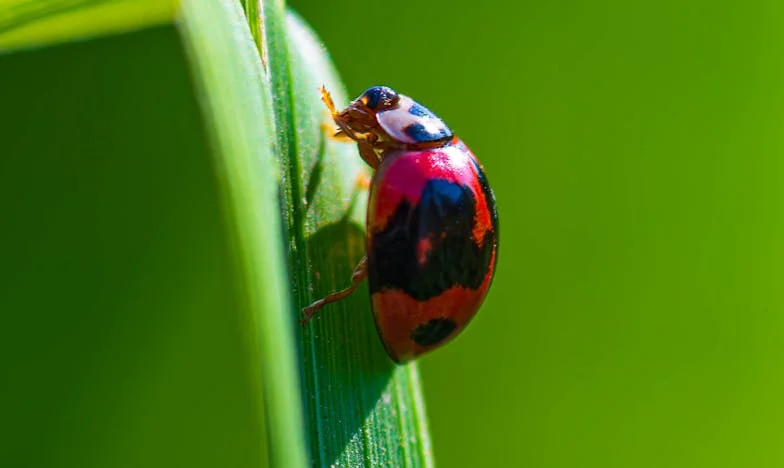 Deset godina tišine: Kad se otac iznenada vrati – Moja priča s Lanom i Damirom