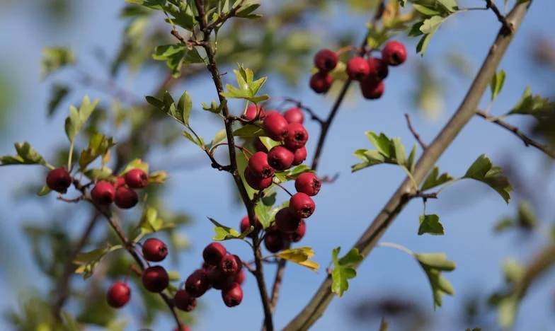 Kad ljubav postane matematika: Priča o obitelji Kovačević