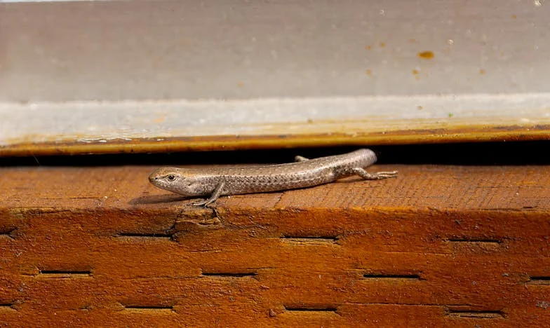 Kad ljubav postane tišina: Priča jedne bake iz Zagreba