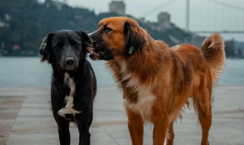 Kad se vrata otvore bez kucanja: Priča o izdaji i novom početku