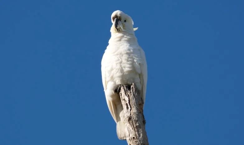 Kad Svekrva Pređe Granicu: Moja Borba za Poštovanje u Vlastitom Domu