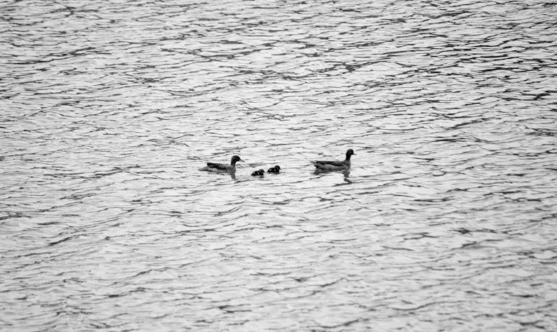 Kako sam pokušala udaljiti nepozvane rođake koji su uništavali svaku obiteljsku proslavu