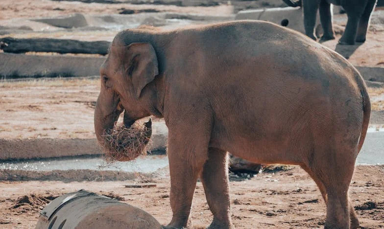 Ljeto kad sam shvatila da nisam samo baka
