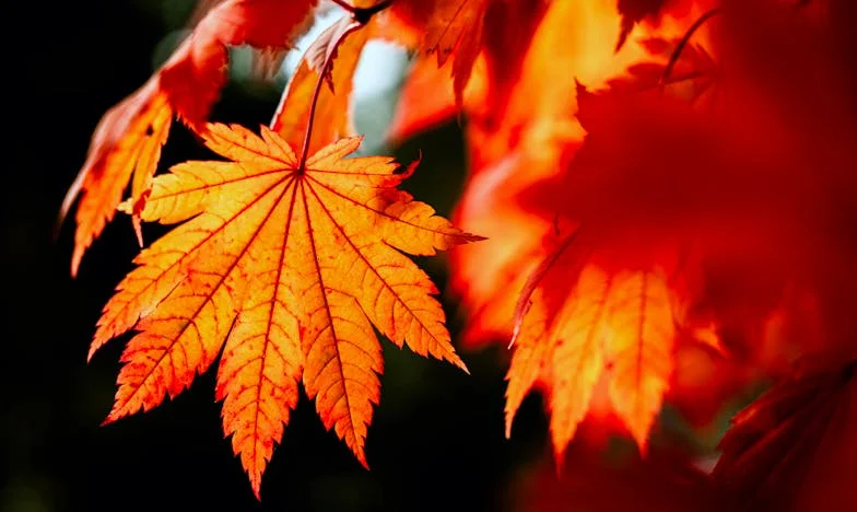 Odlučiti se na razvod... Priča Lejle iz sarajevskog naselja