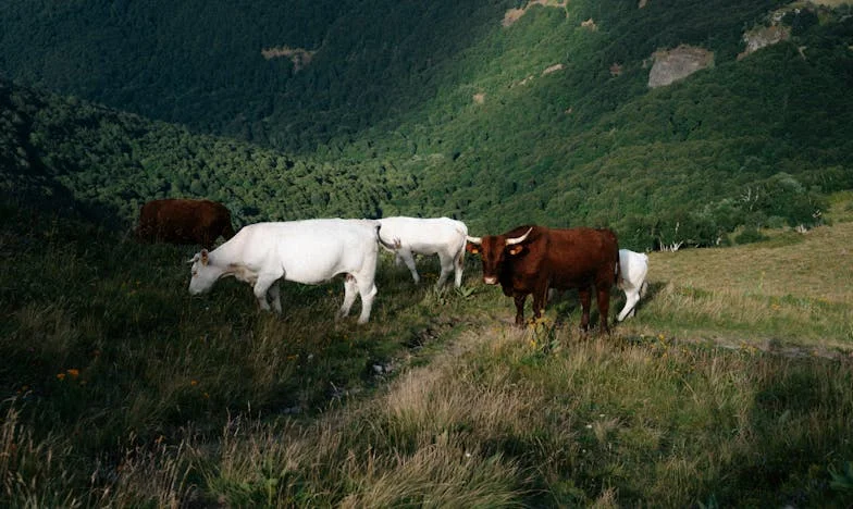Otkrivanje: Srce majke na raskršću