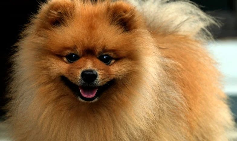 Svaka subota kod svekra i svekrve: Ispod površine obiteljskih ručkova