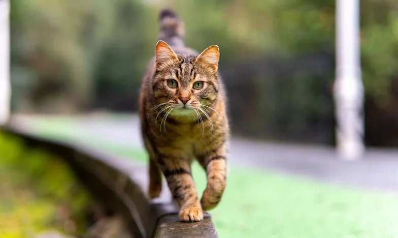 Svaki put kad zet dođe kući, ja nestajem: priča jedne bosanske nane
