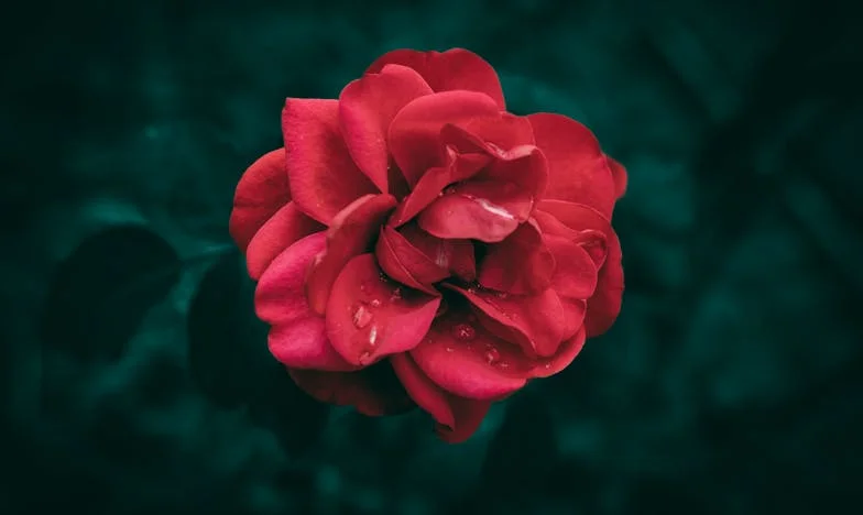 Svekrvina Ponuda: Granice Povjerenja i Cijena Obitelji