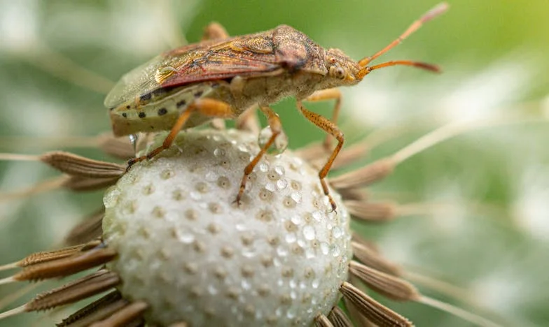 U sjeni obećanja: Cijena moje slobode