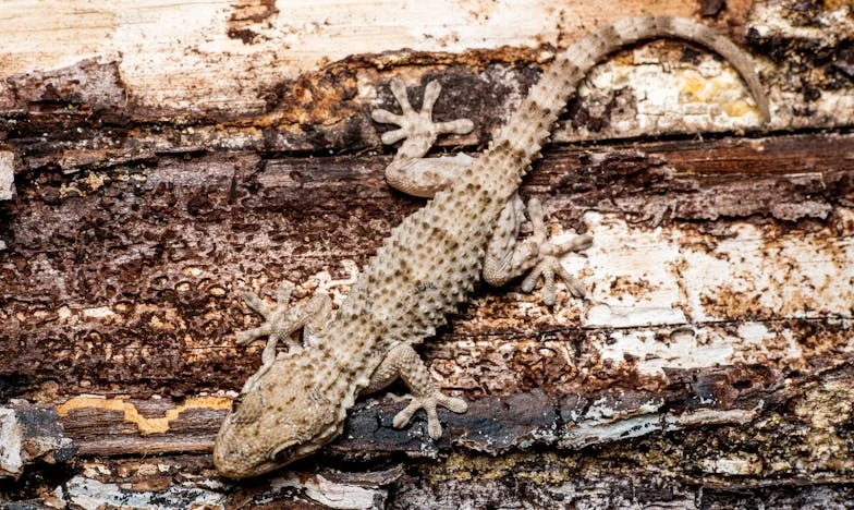 Vjenčanje iz snova pretvorilo se u noćnu moru: Brat mi je napustio svadbu zbog poklona!