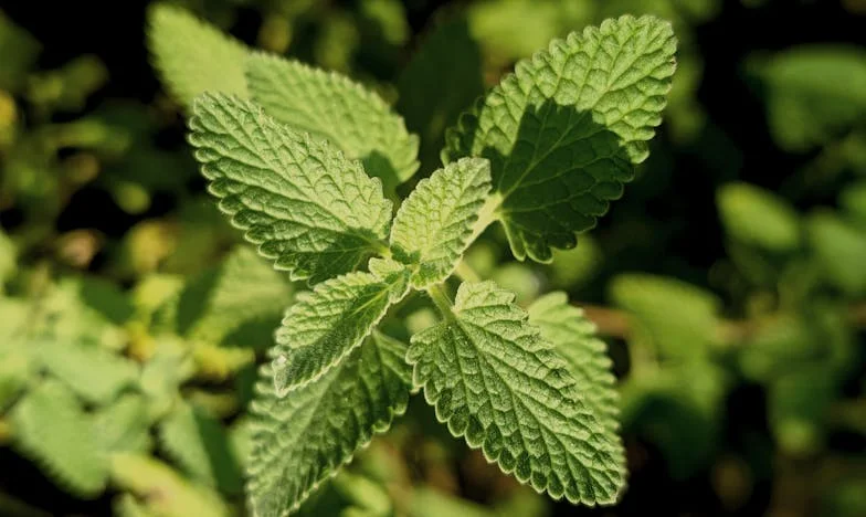 Danas ću postati baka — granica između majčine ljubavi i djetetove slobode