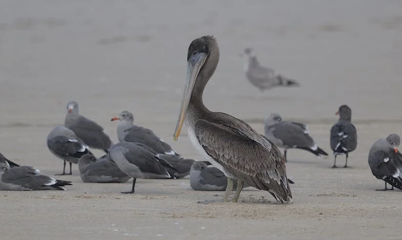 Ispod Istog Krova: Kako Sam Odlaskom od Svekrve Pronašla Mir