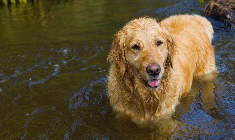 Izdaja za stolom: Priča o Lejli iz Sarajeva