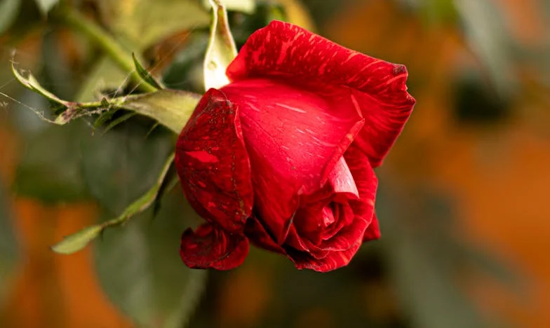 Jesi li opet zaspala? – Moj bijeg iz Leonovog zagrljaja i sjene njegove majke