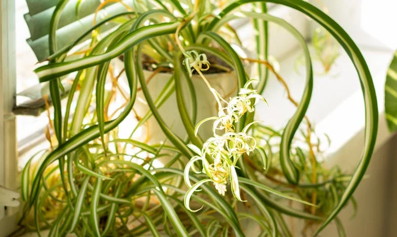 Mama, potpiši za mene – Priča o vjeri, ljubavi i najtežoj odluci u životu