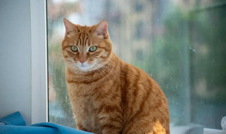 Nikada Više Neću Dopustiti Da Me Povrijedi: Priča o Svekrvi i Granicama