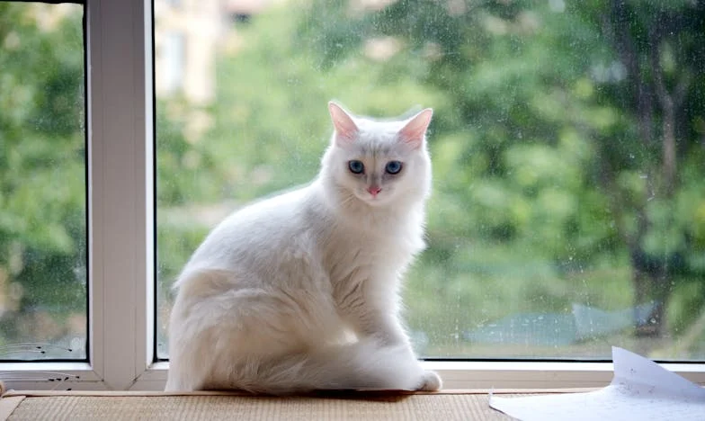 Posljednje pismo sestri: Priča o malom Bartolu i obiteljskoj tajni