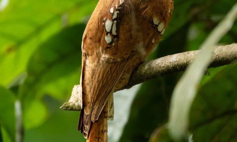 Poziv koji je razbio tišinu: Lejlina potraga za istinom