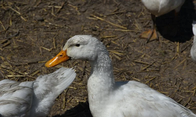 Sjena druge žene: Priča o izgubljenom povjerenju