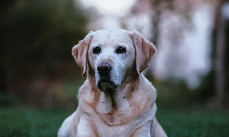 Srebrnovlasi Ante – čudo ili prokletstvo? Moja borba za prihvaćanje sina u obitelji i društvu