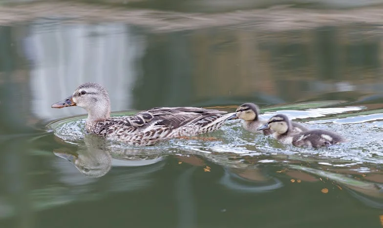 Bratova svadba, moja noćna mora: Kad obitelj postane bojno polje zbog novca