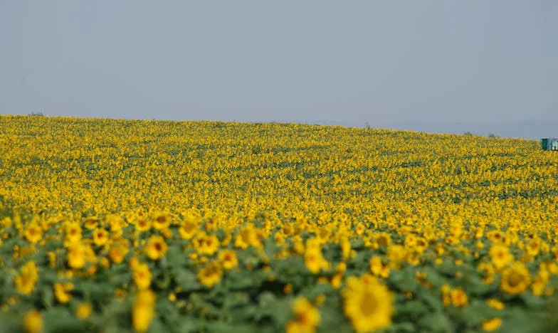 Između dvije vatre: Priča jedne svekrve
