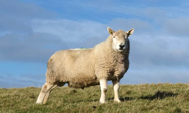 Između tišine i molitve: Kako sam pronašao mir u oluji obiteljskih očekivanja