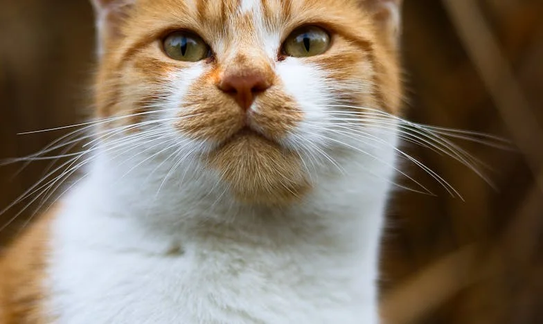 Kad prošlost pokuca na vrata: Povratak muža koji je otišao zbog druge