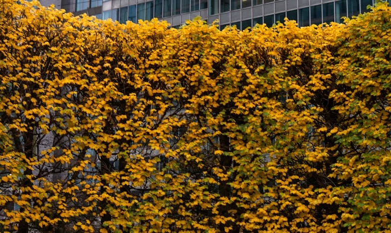 Kad susjedi prijeđu granicu: Moja priča o povjerenju, obitelji i izgubljenom miru