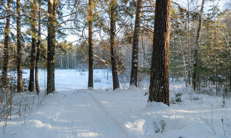 Majčina kuća, moj zatvor: Priča o naslijeđu koje ne pušta