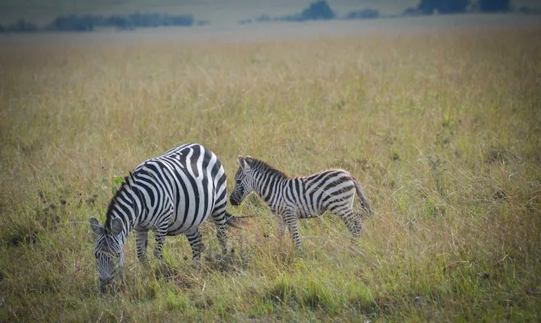 Nevidljiva Težina Ljubavi: Priča o Lejli i meni