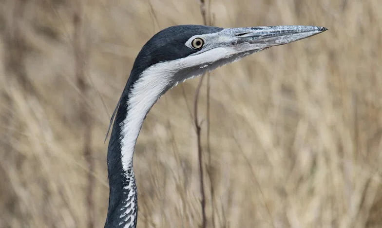 Od Zategnutosti do Zajedničkog Smeha: Kako Sam Sa Svekrvom Prešla Put od Sukoba do Slavlja