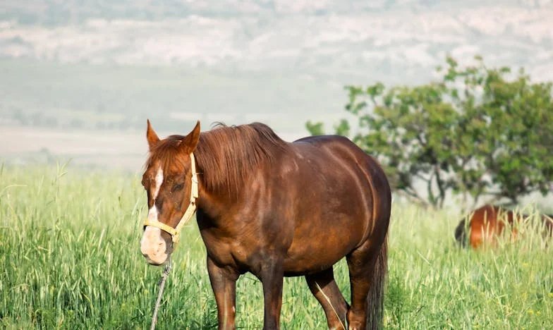 „Ovo je kuća mog unuka. Ne usudi se dijeliti je.“ – Priča o borbi za pravdu i dostojanstvo