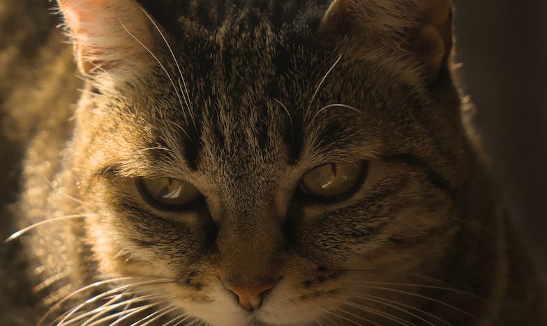 Zarobljena u vlastitom domu: Sanjina borba za slobodu