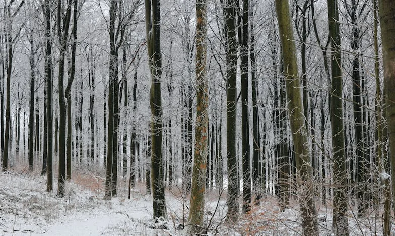 Da sam znala kakva je Snježana, nikad joj ne bih otvorila vrata svoga doma