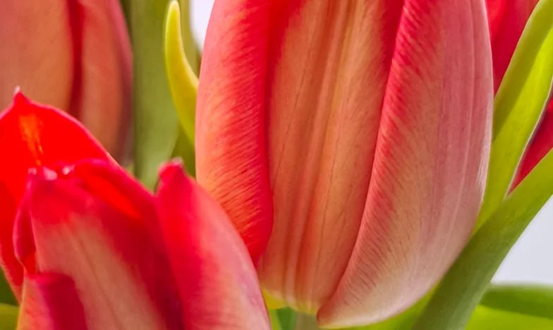 Između podruma i doma: Priča o izgubljenoj obitelji i neočekivanoj hrabrosti