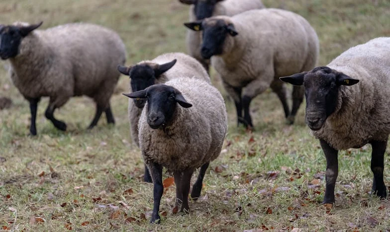 Majčine suze i moj put: Između očekivanja i slobode