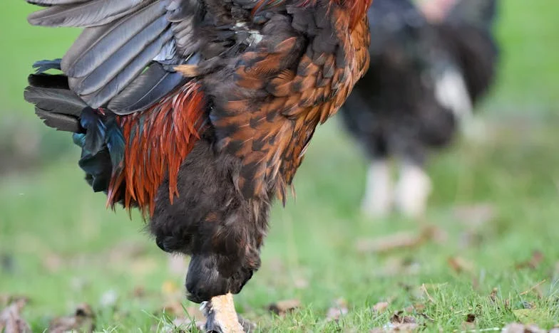 Šamar u kafiću: Kad su moju majku povrijedili, a mene nije bilo