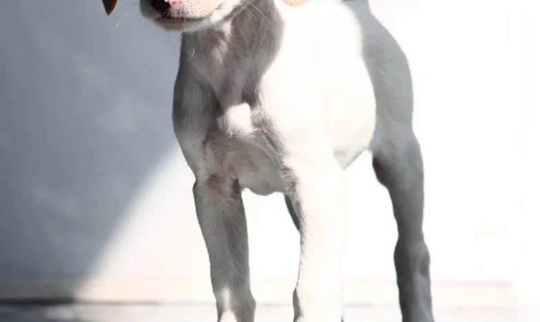 Šapat u tišini: Istina koju nisam željela znati